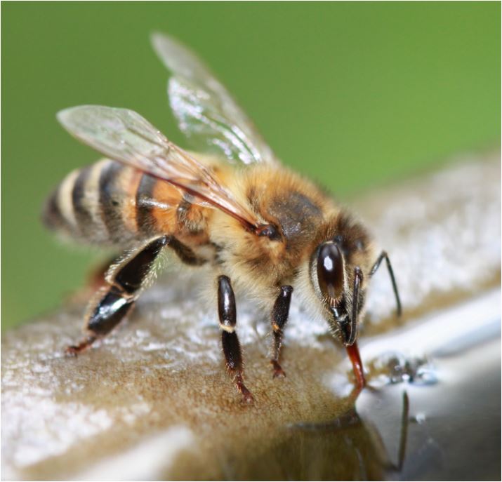 Biene bei der Aufnahme von Wasser