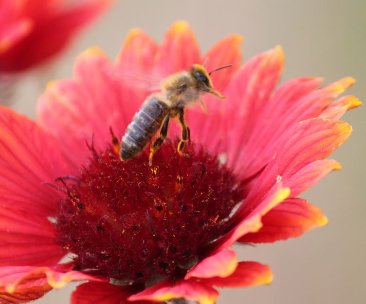 Honigbiene mit Blütenpollen hebt ab
